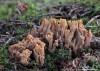 kuřátka (Houby), Ramaria testaceoflava (Fungi)